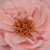 Rózsaszín - Virágágyi floribunda rózsa - Geisha®